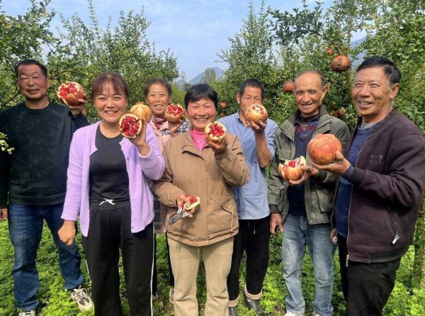 盈配网 保康：石榴红了 果农乐了